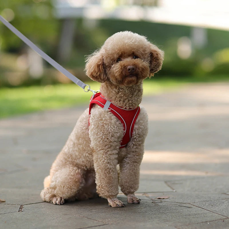 Pet Harness & Leash