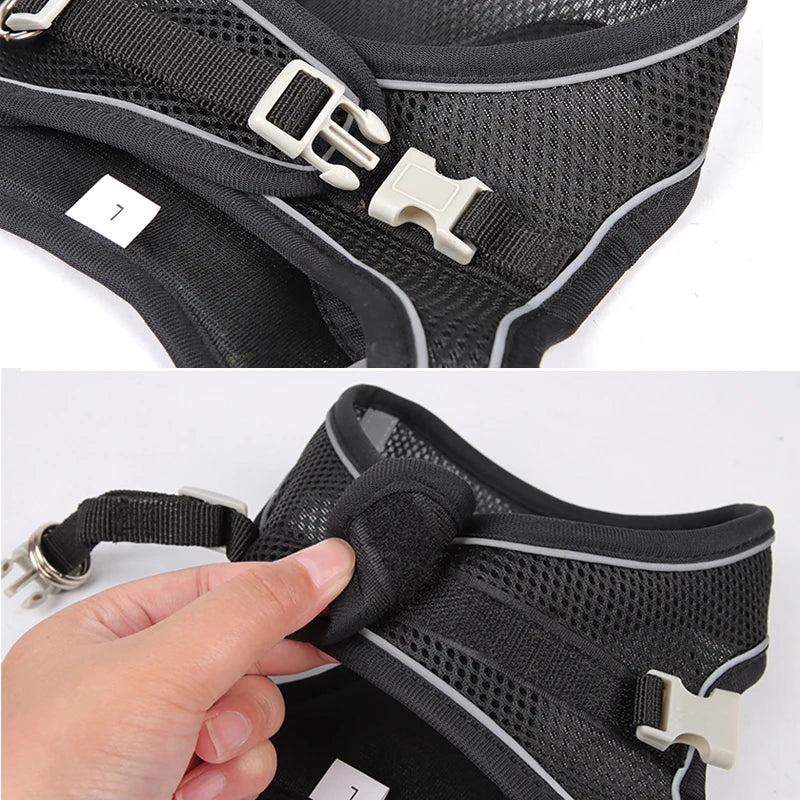 Pet Harness & Leash