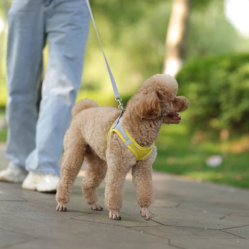Pet Harness & Leash