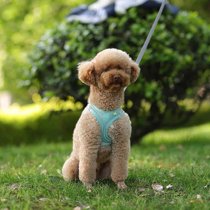Pet Harness & Leash