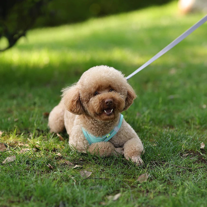 Pet Harness & Leash