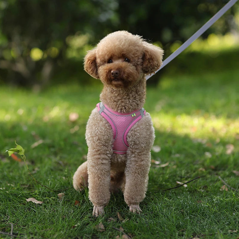 Pet Harness & Leash